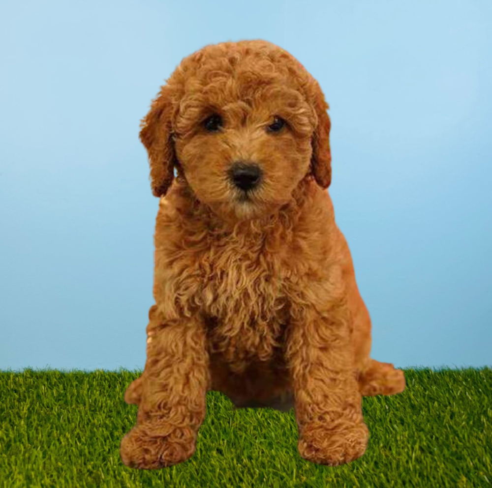carousel pet images