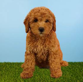 2nd Gen Mini Goldendoodle