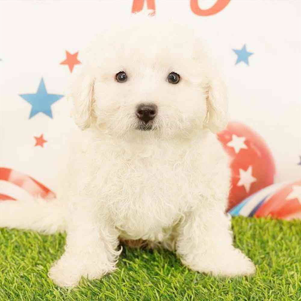Image of a pet breed in the gallery