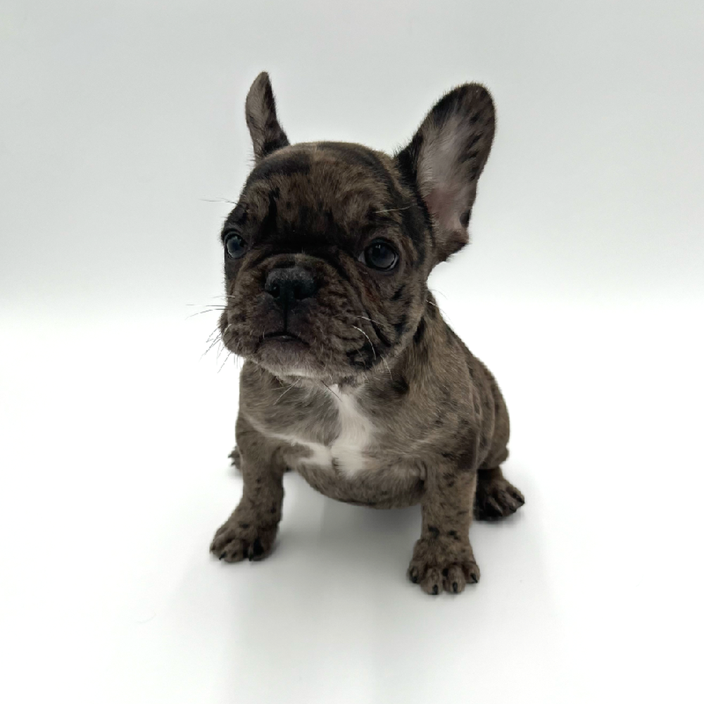 Female French Bulldog Puppy for Sale in San Antonio, TX