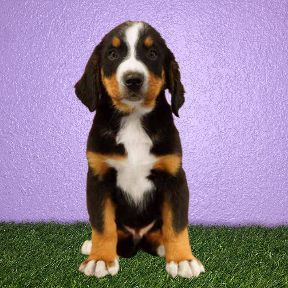 carousel pet images