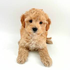 Cavapoo