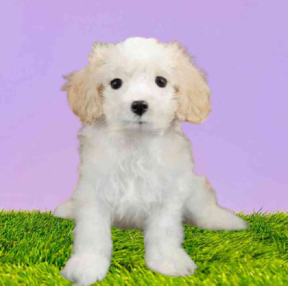 Female Cavachon Puppy for Sale in Puyallup, WA