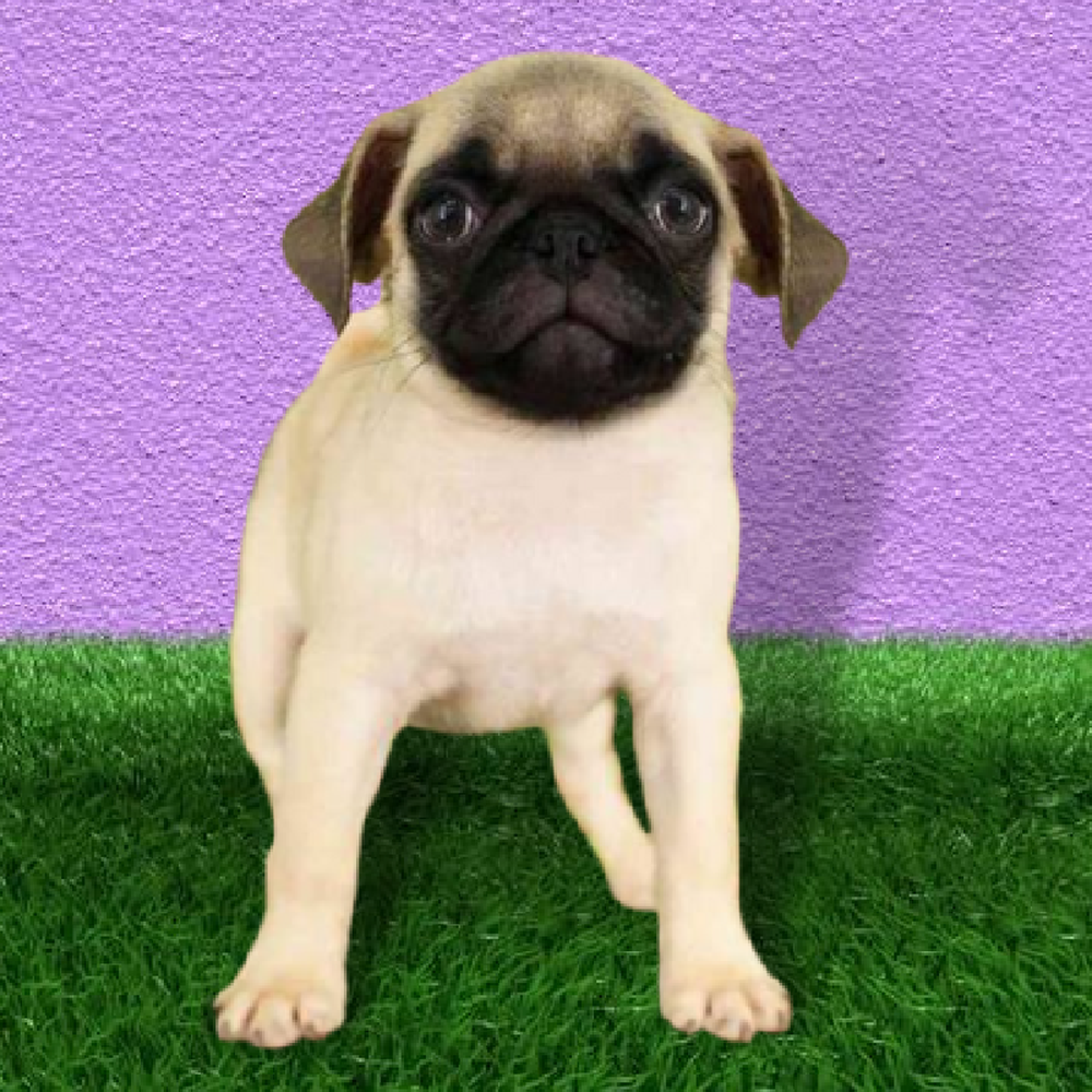 carousel pet images