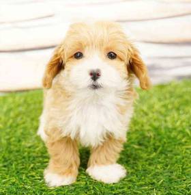Shizapoo