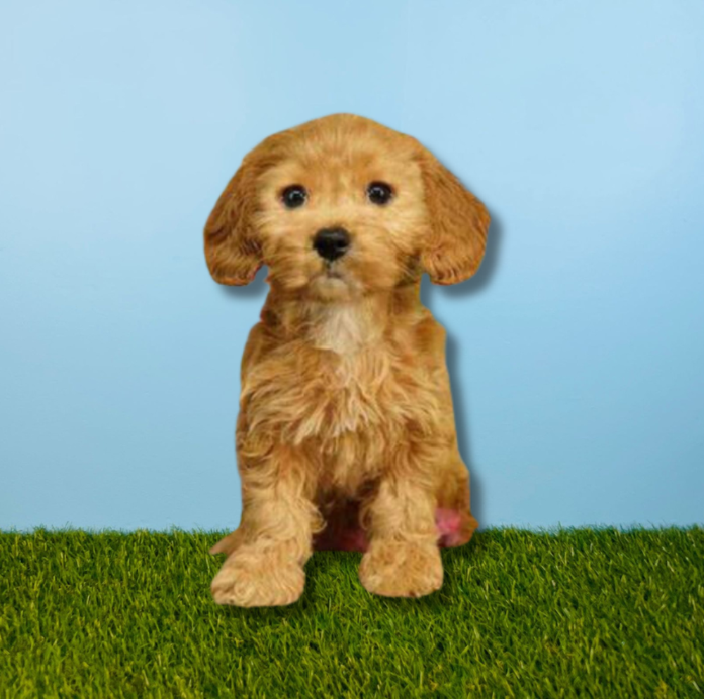 Female Cockapoo Puppy for Sale in Tolleson, AZ