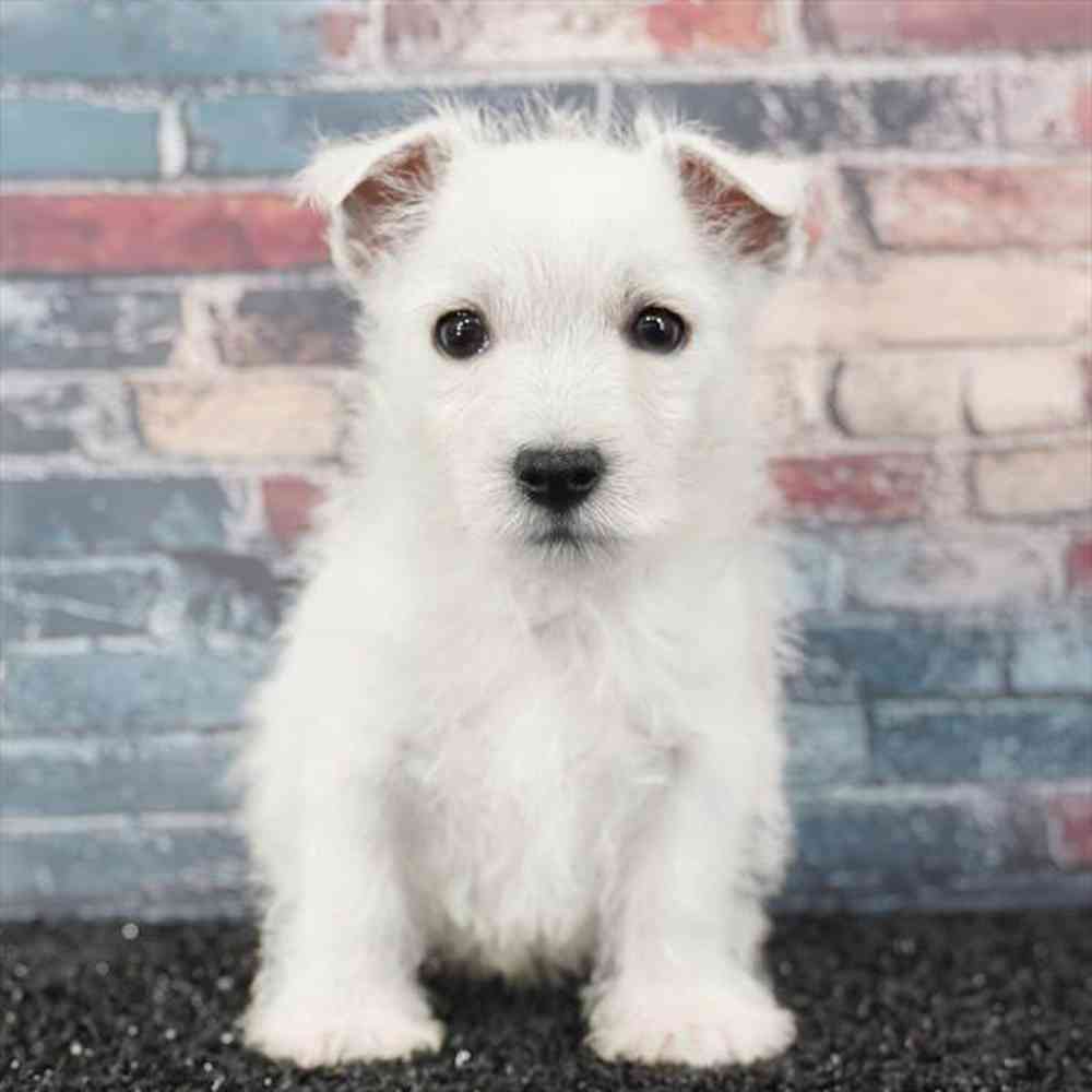 Image of a pet breed in the gallery