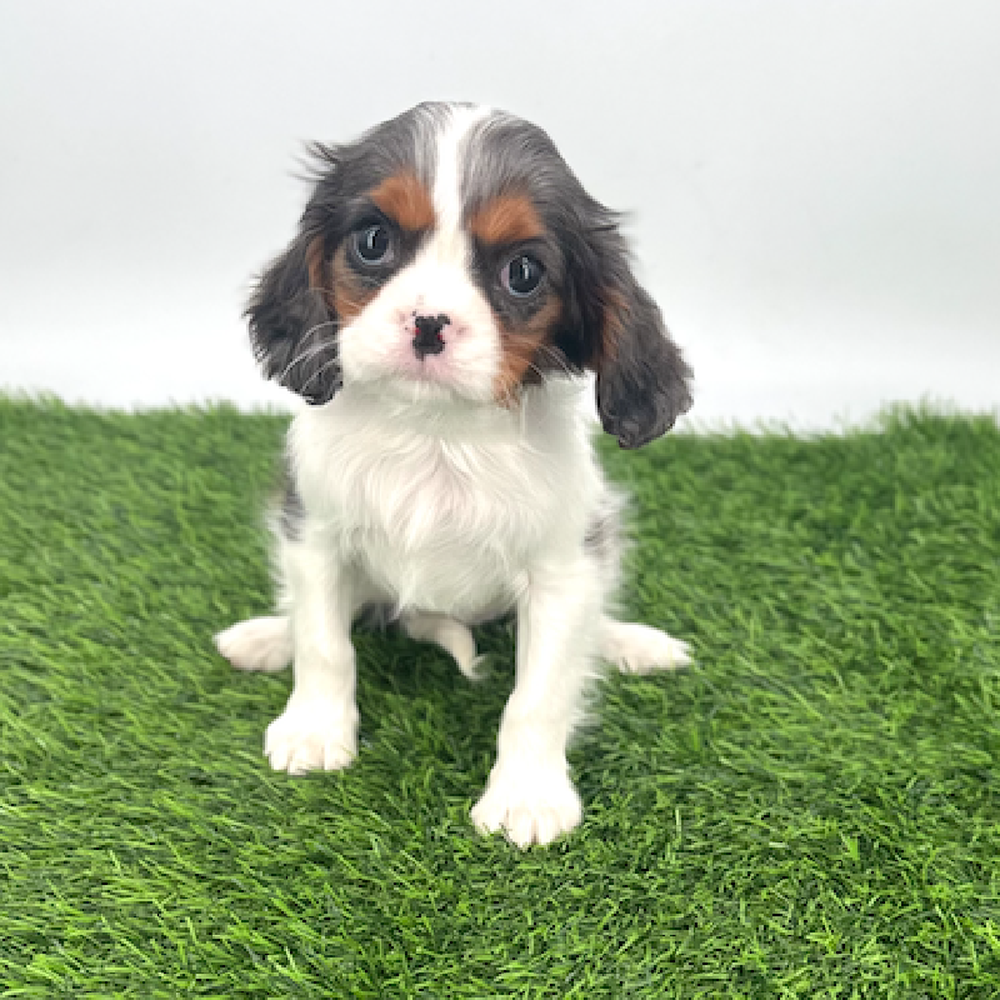 Image of a pet breed in the gallery