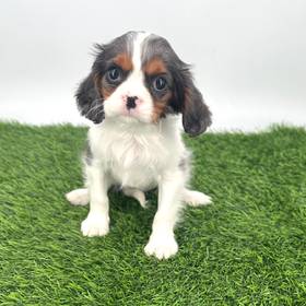 Cavalier King Charles Spaniel