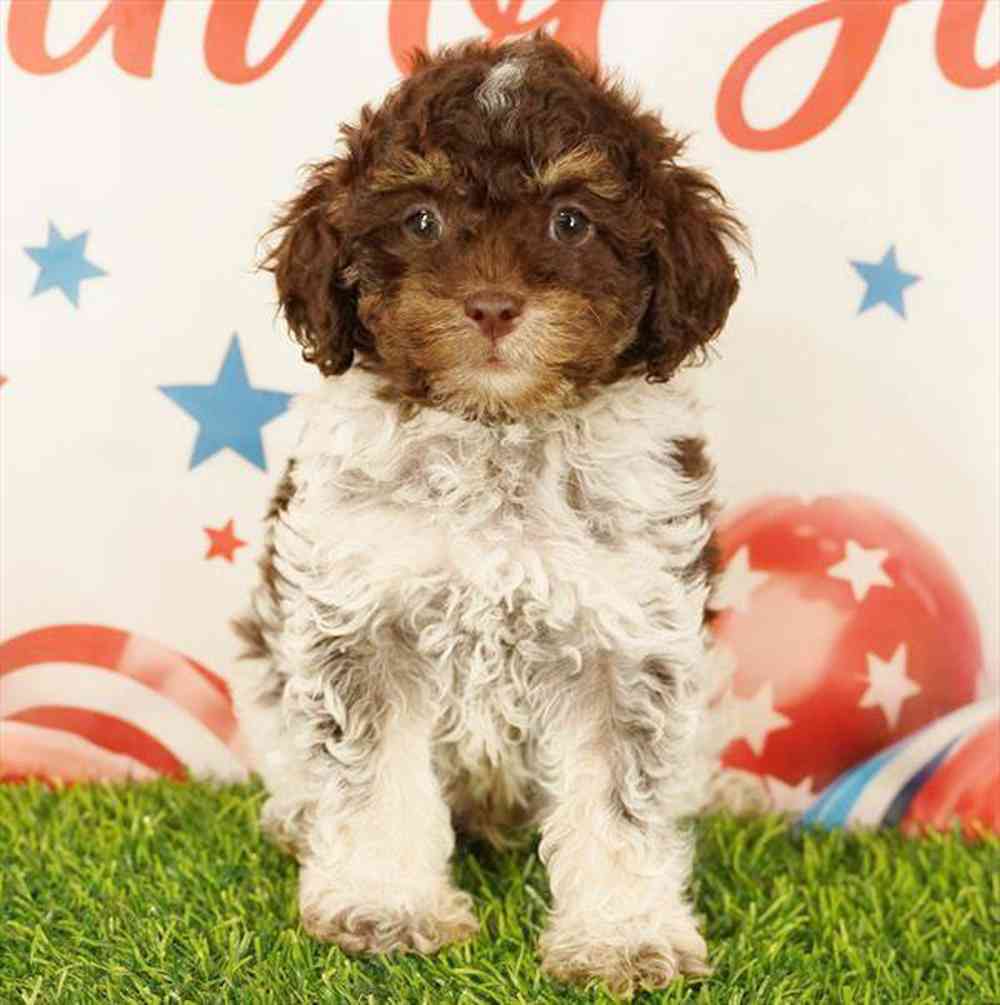 Image of a pet breed in the gallery