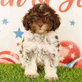 2nd Gen Cockapoo
