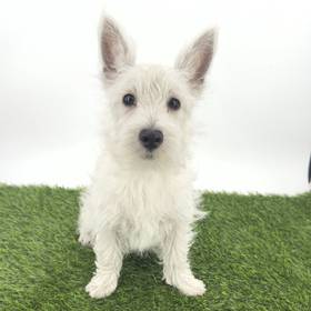 West Highland White Terrier