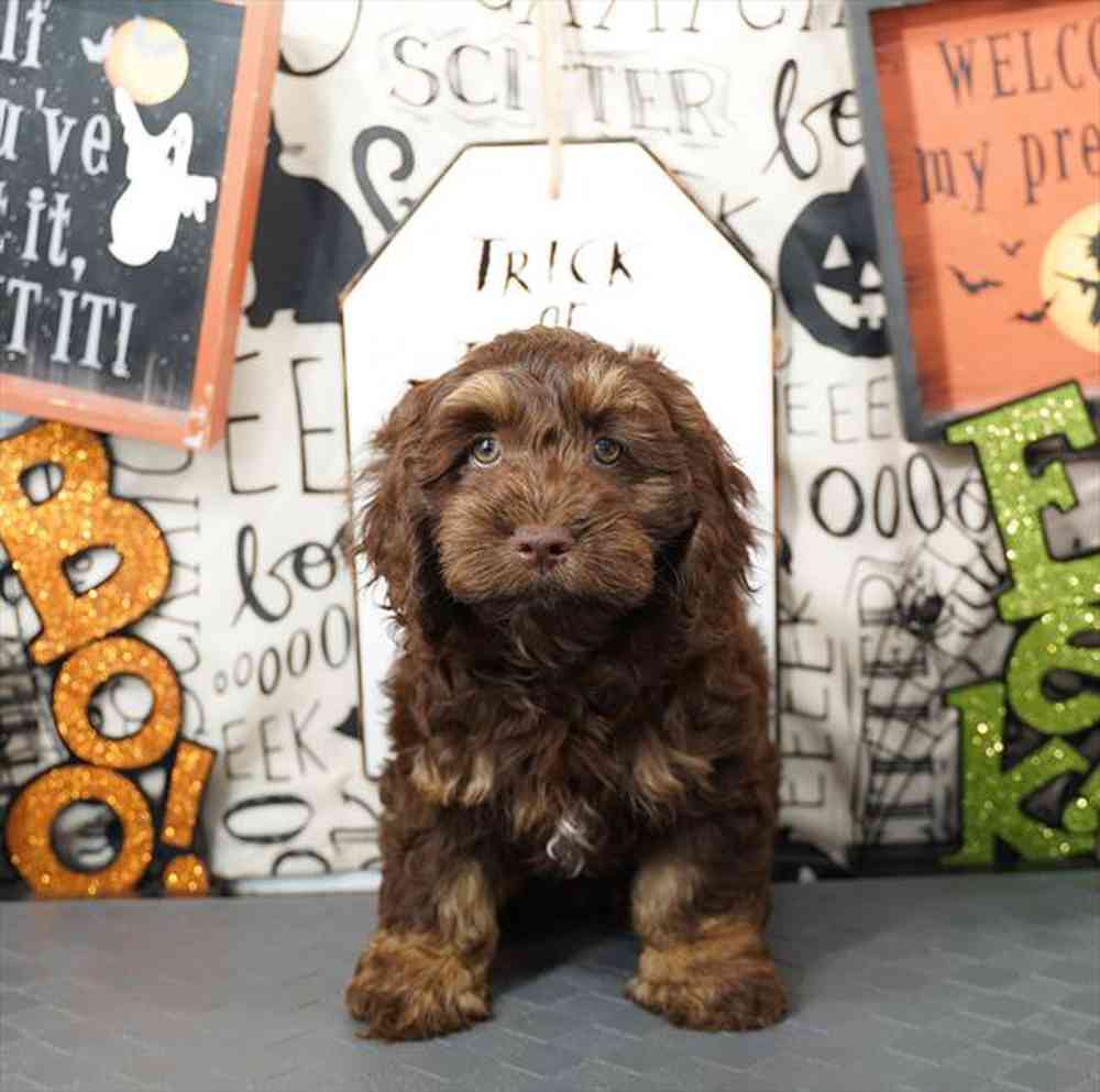 carousel pet images