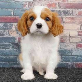 Cavalier King Charles Spaniel