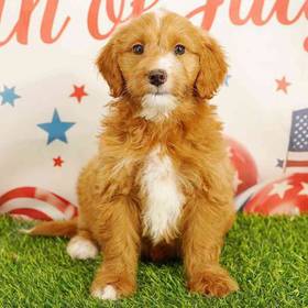 2nd Gen Mini Goldendoodle