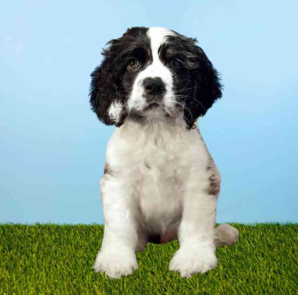 Male Cocker Spaniel Puppy for Sale in Meridian, ID