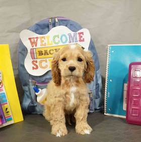 Cocker Spaniel