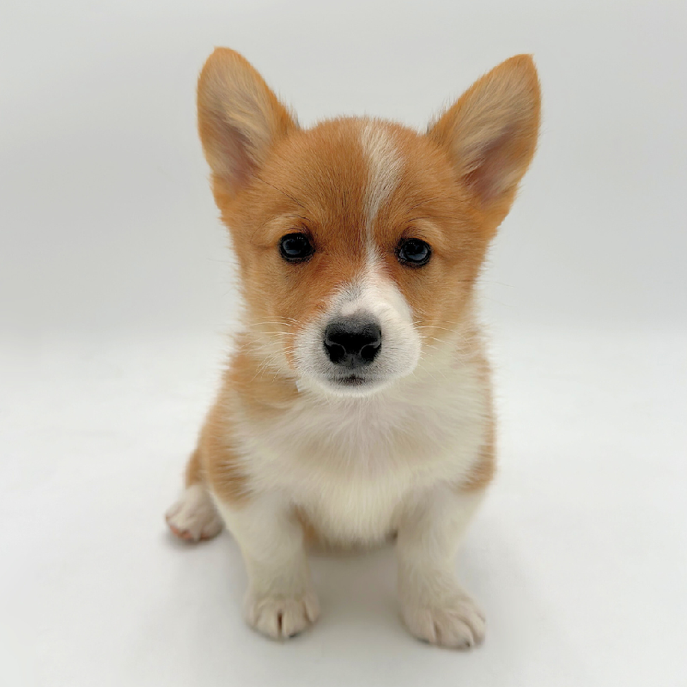 pet breed image