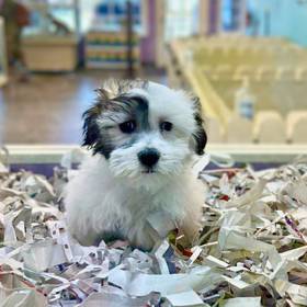 Coton De Tulear