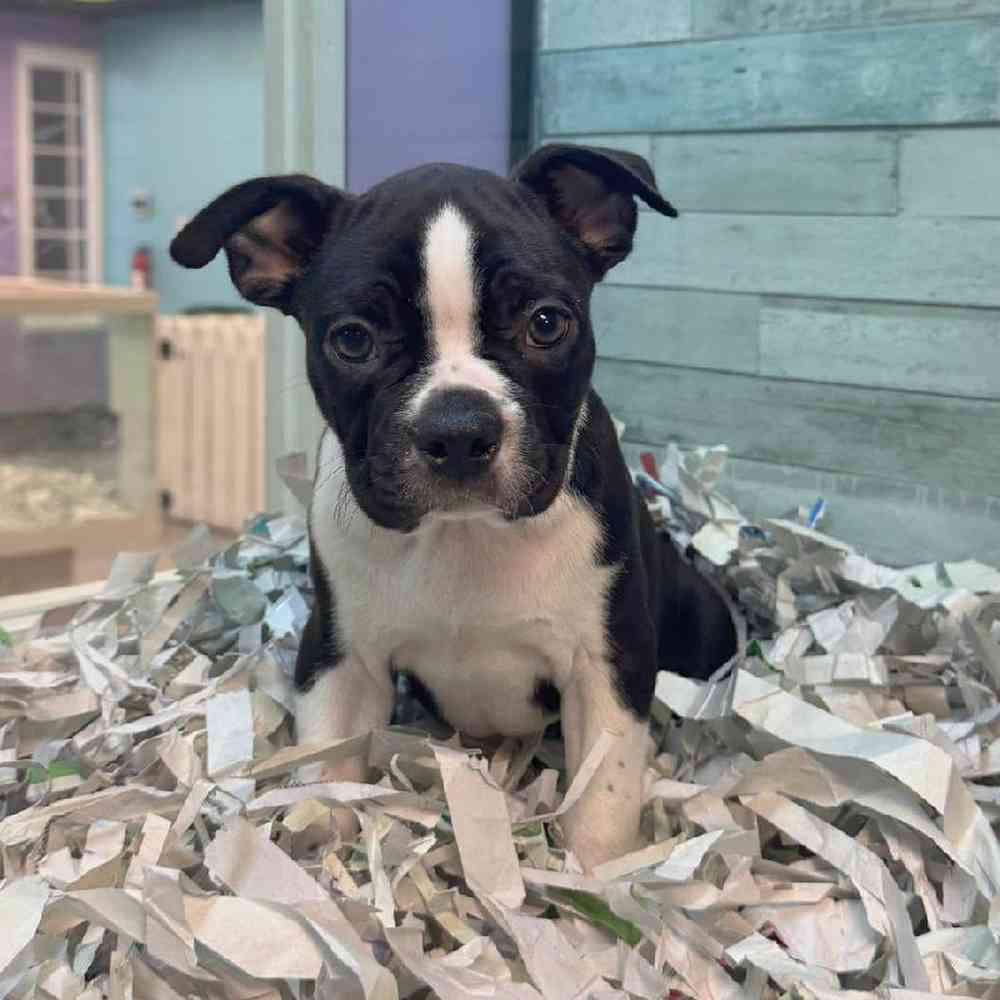 pet breed image