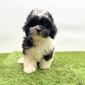 Shizapoo