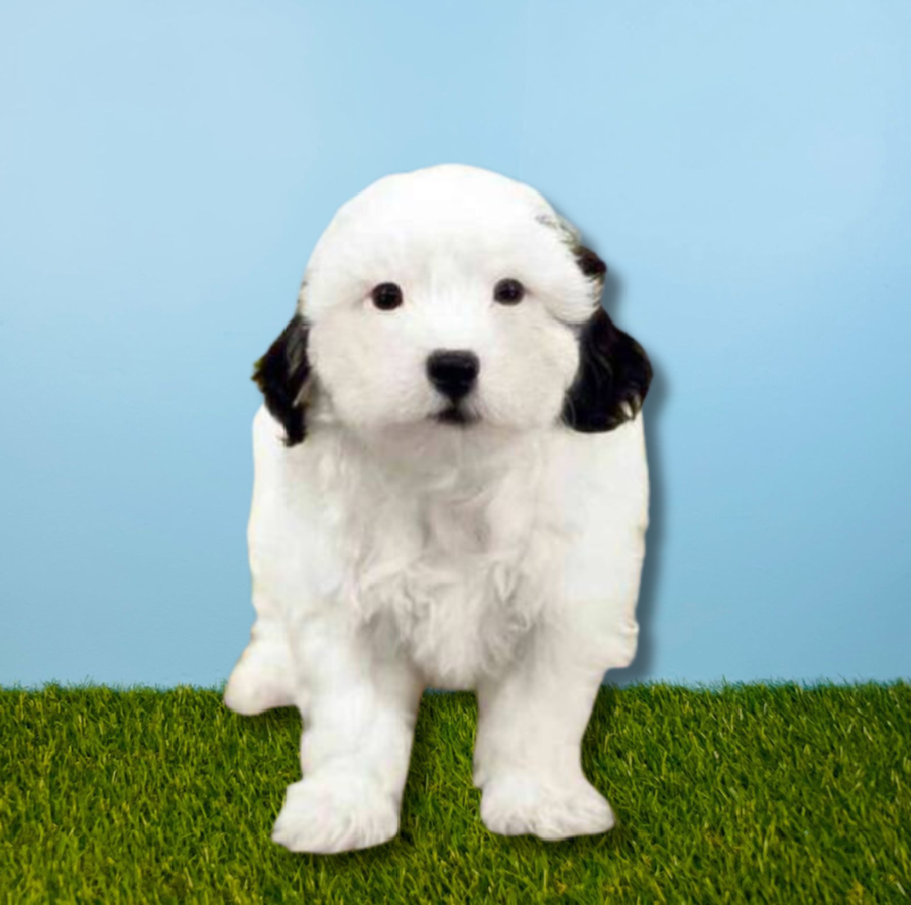 carousel pet images
