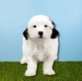 Shizapoo