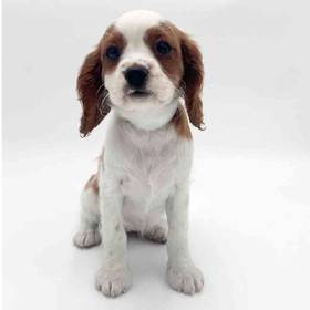 Cavalier King Charles Spaniel