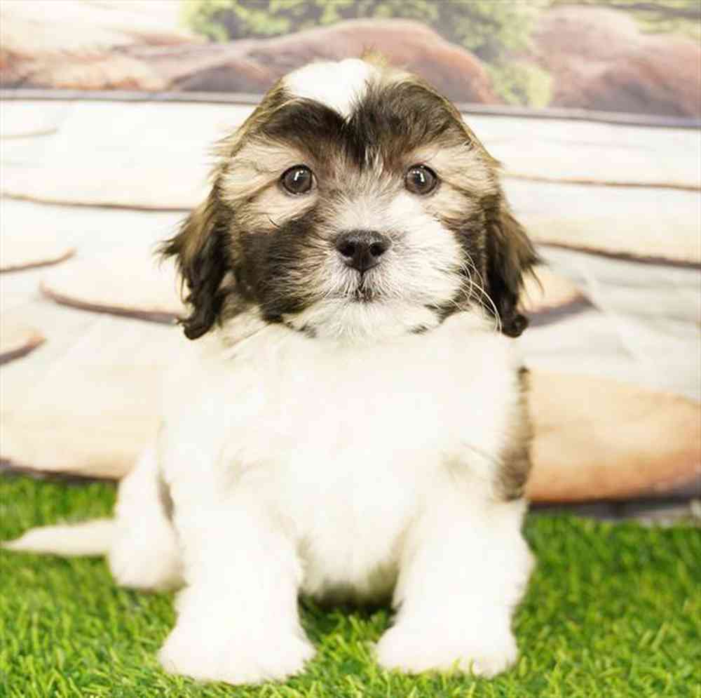 Image of a pet breed in the gallery