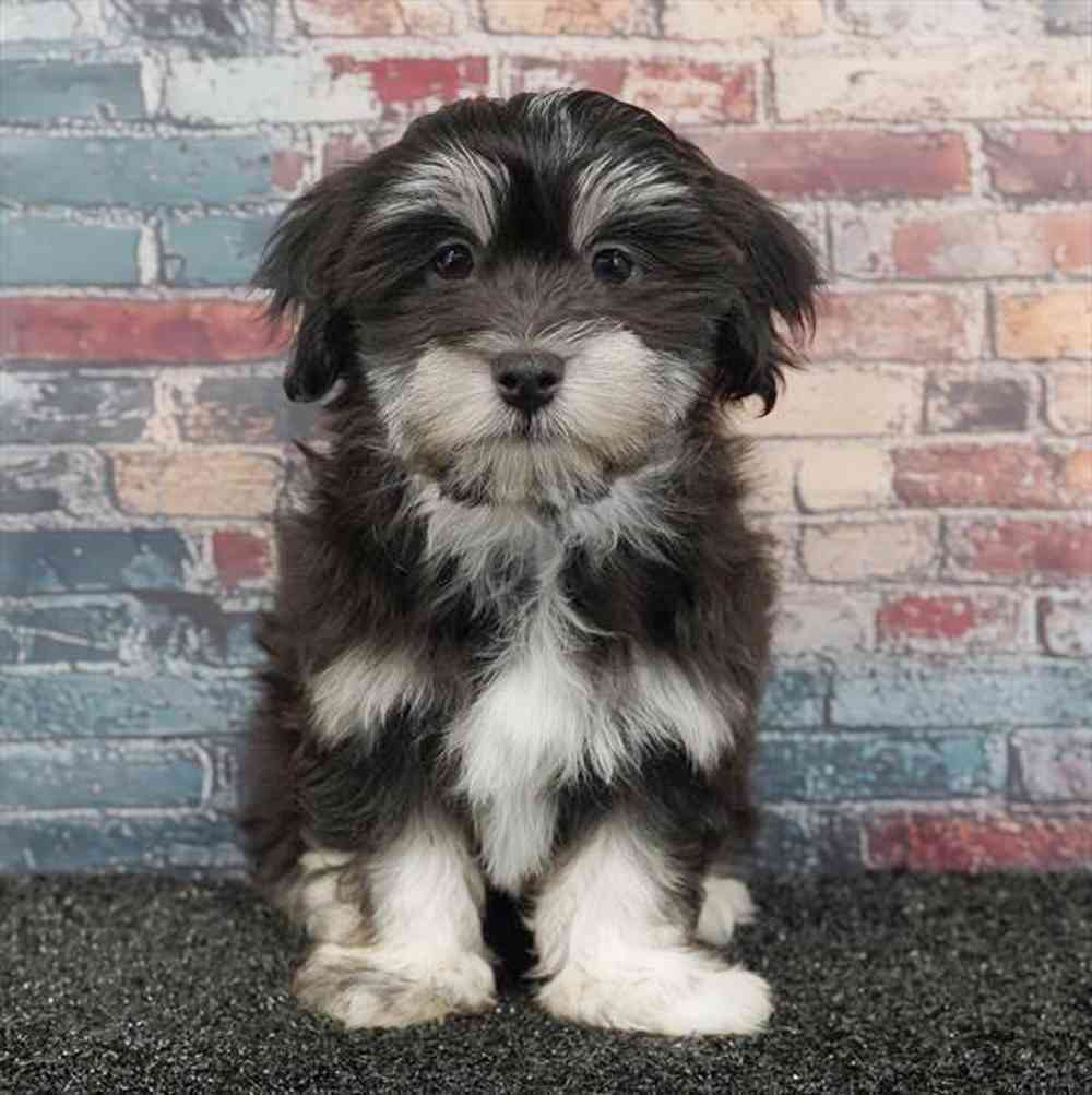 Image of a pet breed in the gallery
