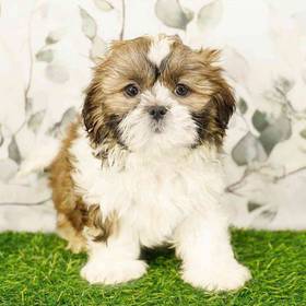 Shih Tzu