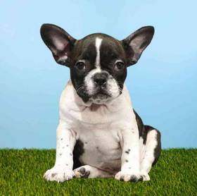 French Bulldog