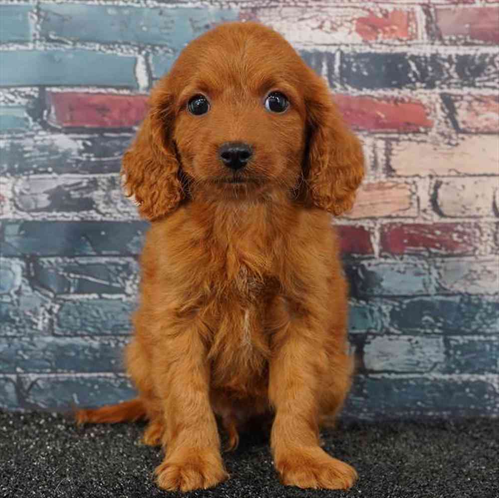 carousel pet images
