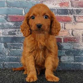 Cavapoo
