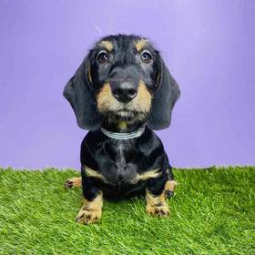 Dachshund