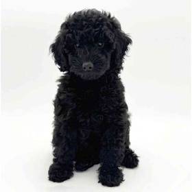 Poodle