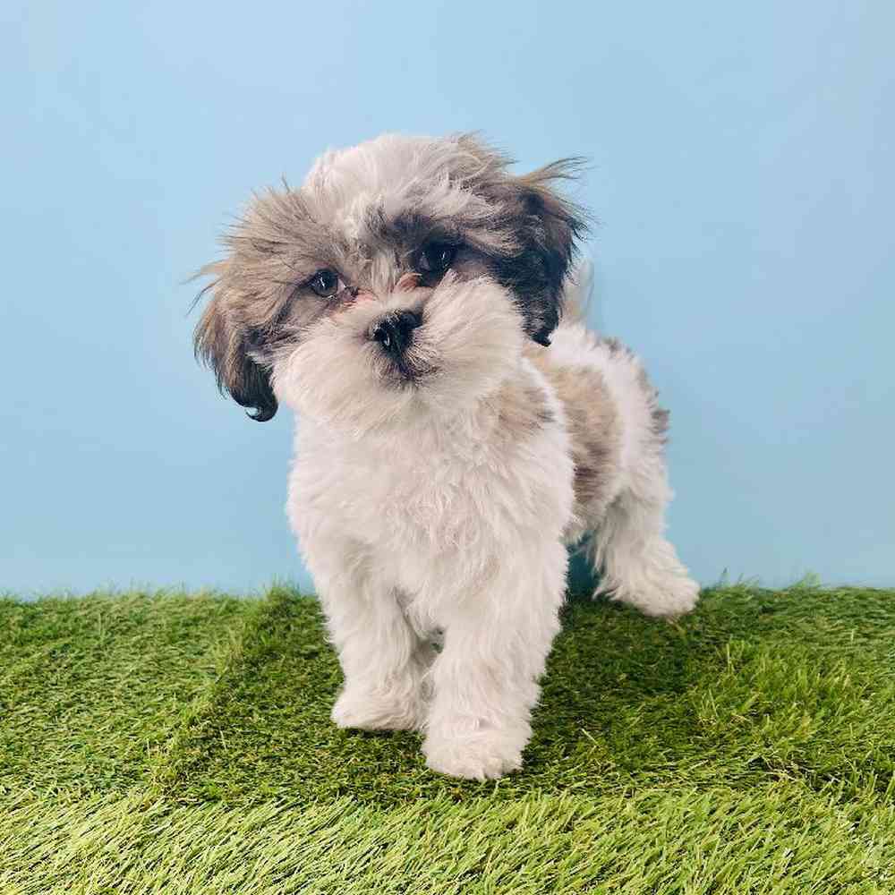 Image of a pet breed in the gallery