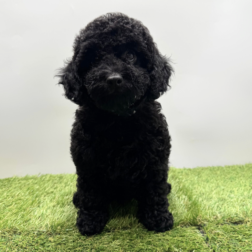 Image of a pet breed in the gallery
