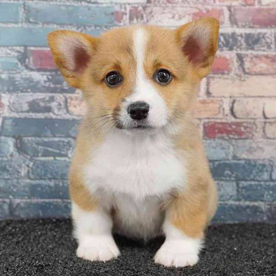 Pembroke Welsh Corgi