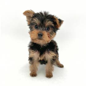 Yorkie