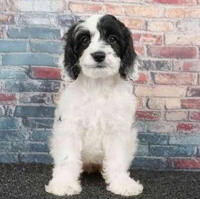 Cockapoo