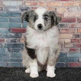 Mini Australian Shepherd