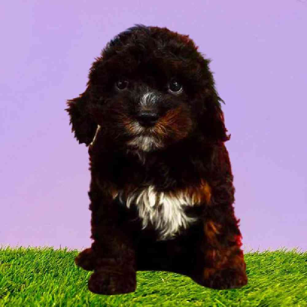 Female Cavapoo Puppy for Sale in Puyallup, WA