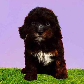 Cavapoo