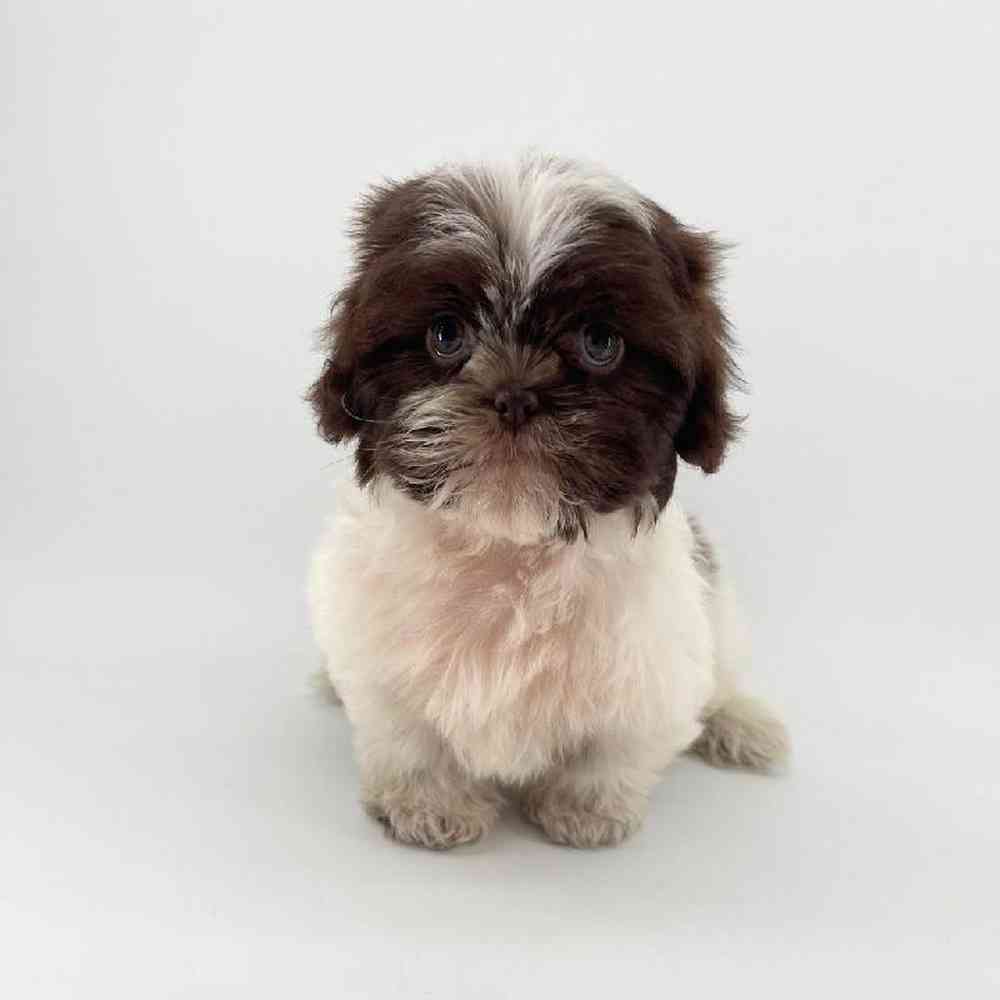 Image of a pet breed in the gallery