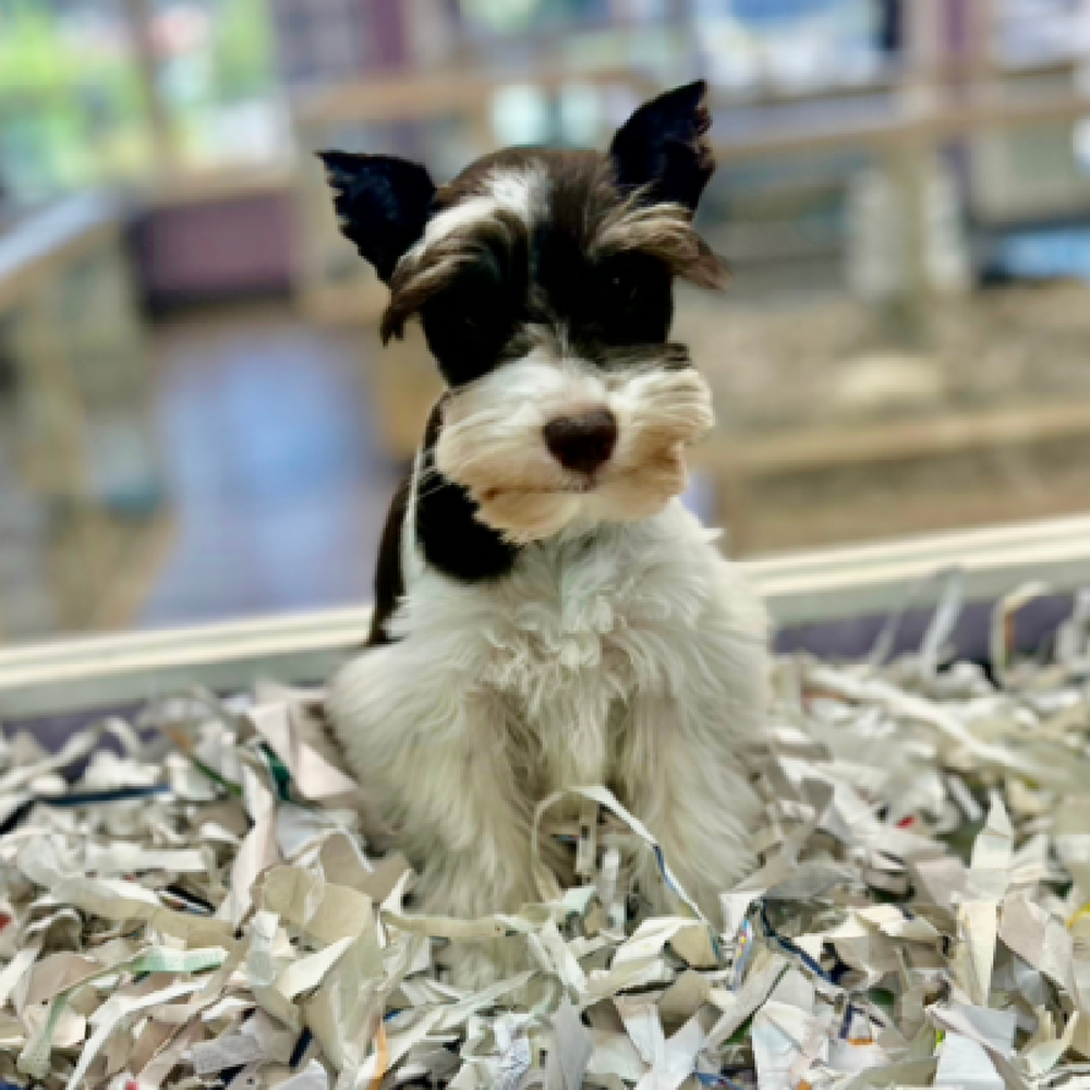 carousel pet images