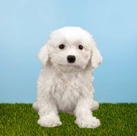 Bichon