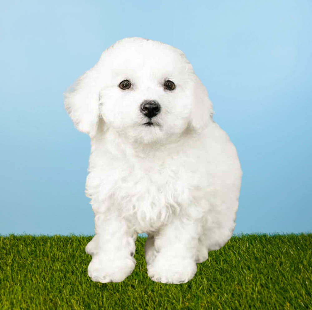 carousel pet images