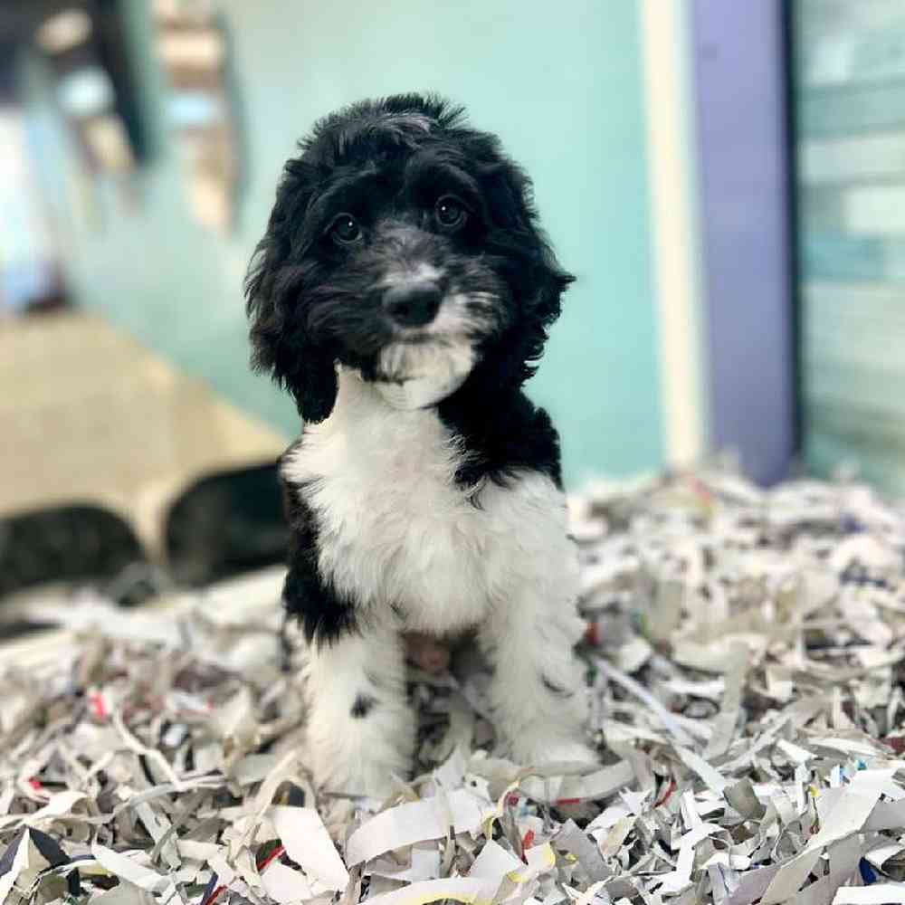 carousel pet images