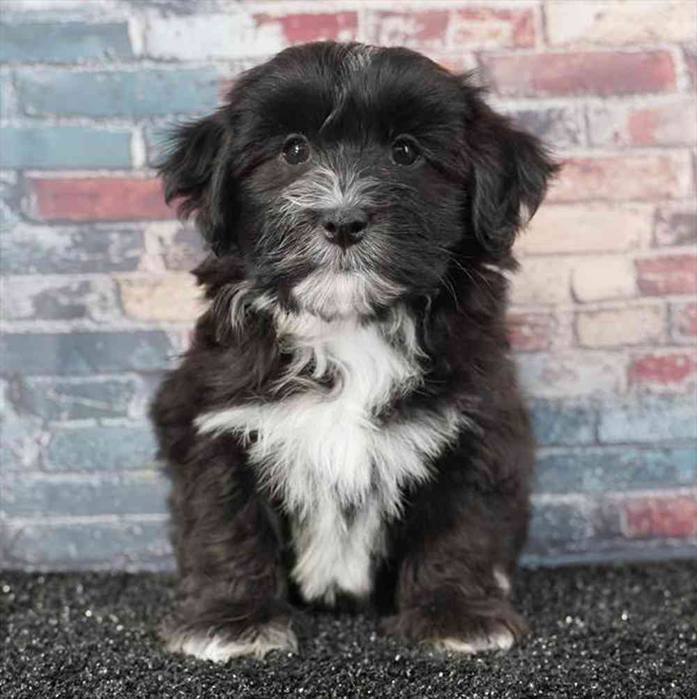 Image of a pet breed in the gallery